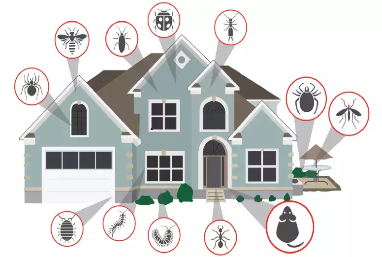 Image of a home showing possible entry points for various indoor insects